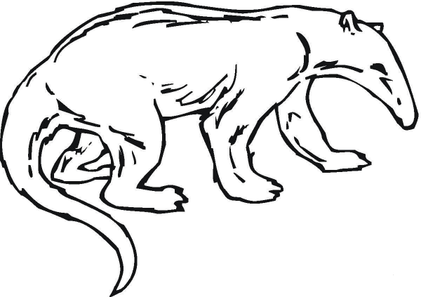 Anteater 11 coloring page image