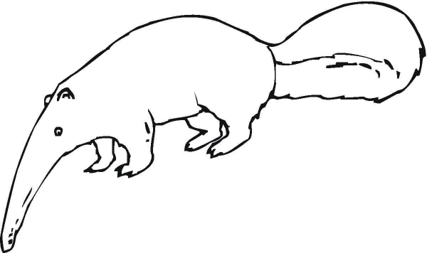 Anteater 12 coloring page image