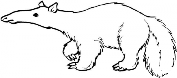 Anteater 13 coloring page image