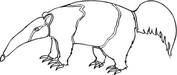 Anteater 14 coloring page image