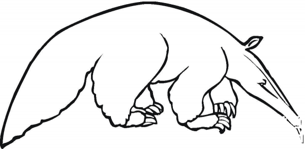 Anteater 3 coloring page image