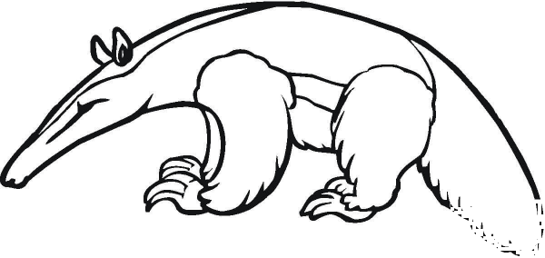 Anteater 4 coloring page image