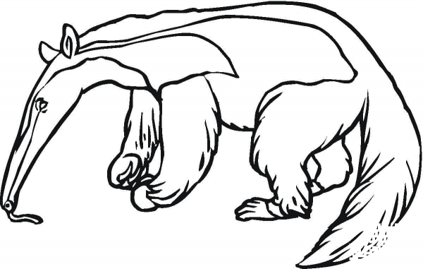 Anteater 5 coloring page image