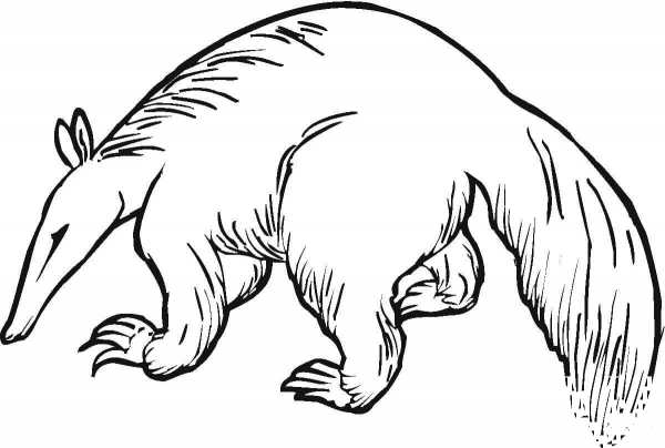 Anteater 6 coloring page image