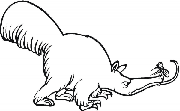 Anteater 7 coloring page image