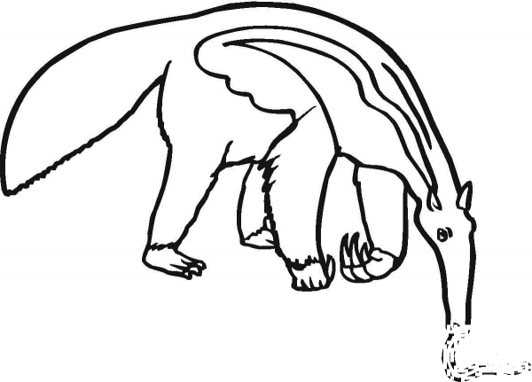 Anteater Eats coloring page image