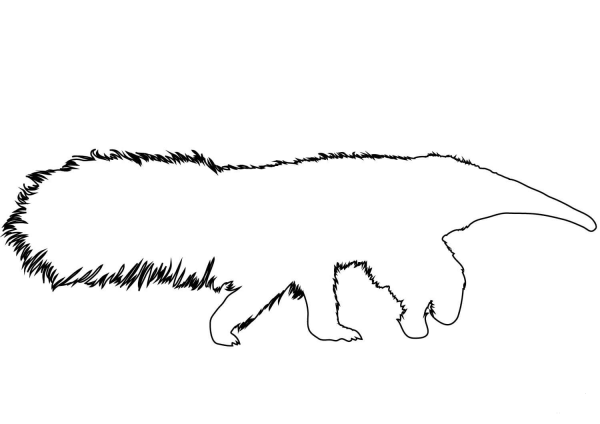 Anteater Outline coloring page image