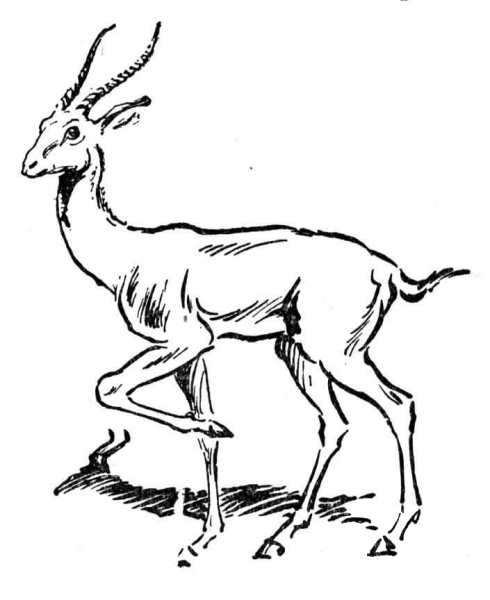 Antelope coloring page image