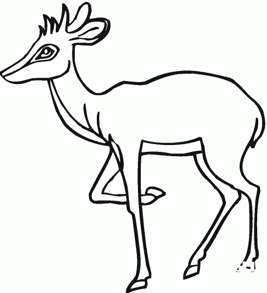 Antelope coloring page image