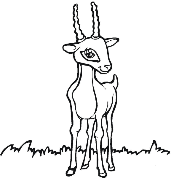 Antelope coloring page image