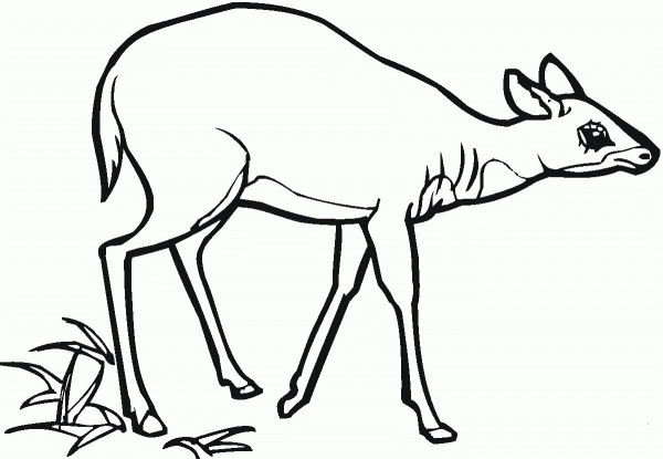 Antelope coloring page image