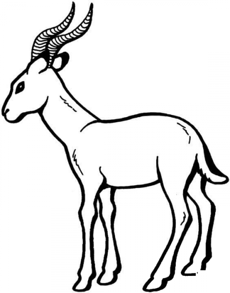 Antelope coloring page image