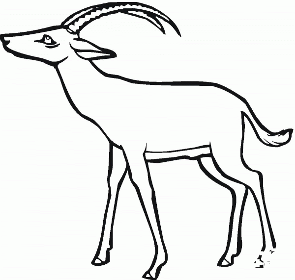 Antelope coloring page image