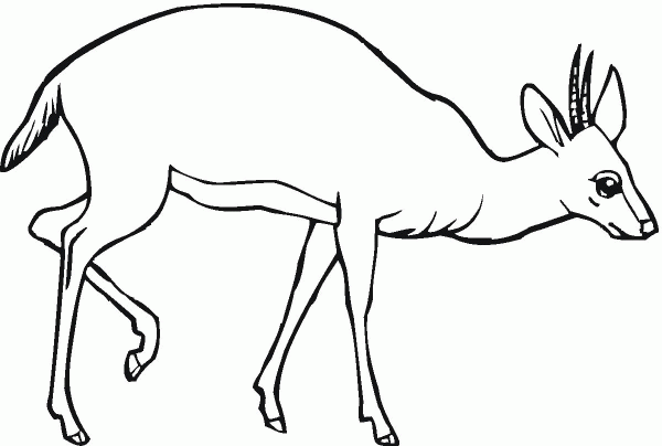 Antelope coloring page image