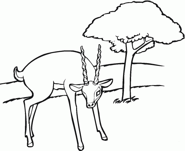 Antelope coloring page image