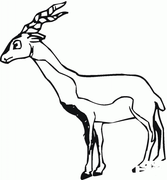 Antelope coloring page image