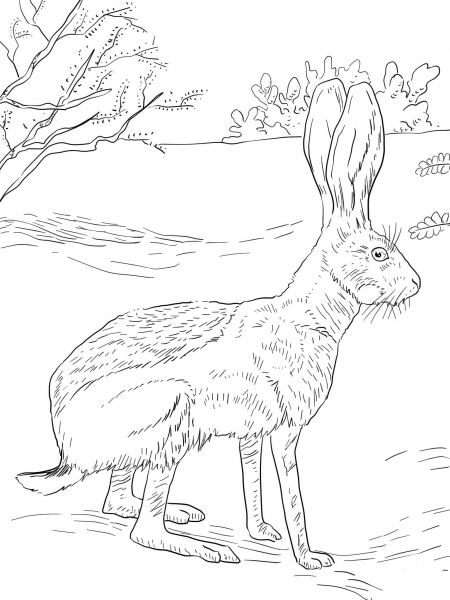 Antelope Jack Rabbit coloring page image