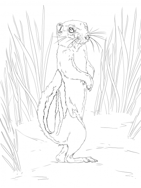 Antelope Squirrel coloring page image