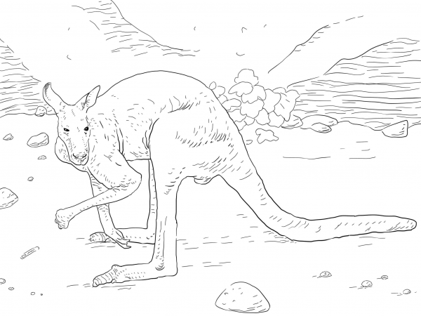 Antilopine Kangaroo coloring page image