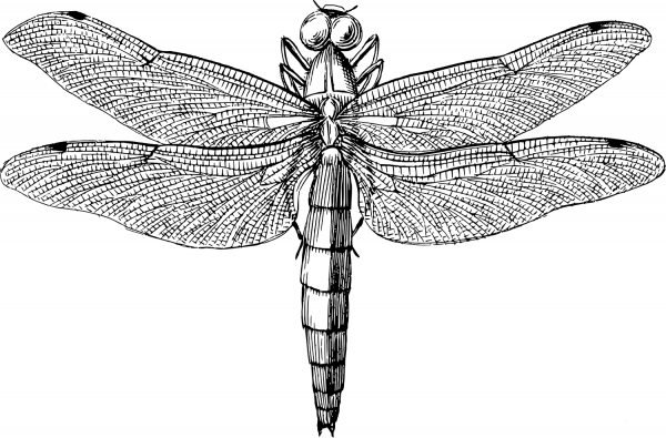 Antique Dragonfly coloring page image