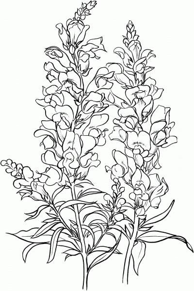 Antirrhinum Majus or Common Snapdragon coloring page image