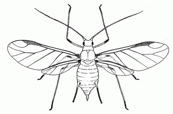 Aphid 3 coloring page image