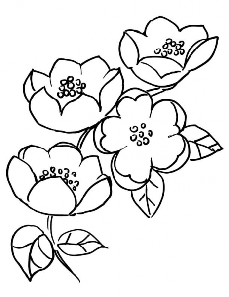 Apple Blossom Branch  coloring page image