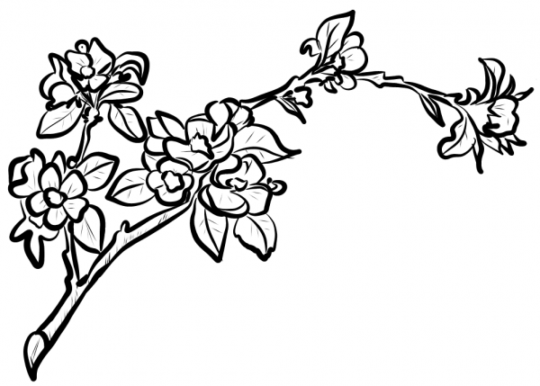 Apple Blossom Branch coloring page image