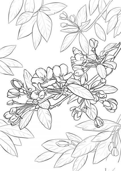 Apple Blossom coloring page image