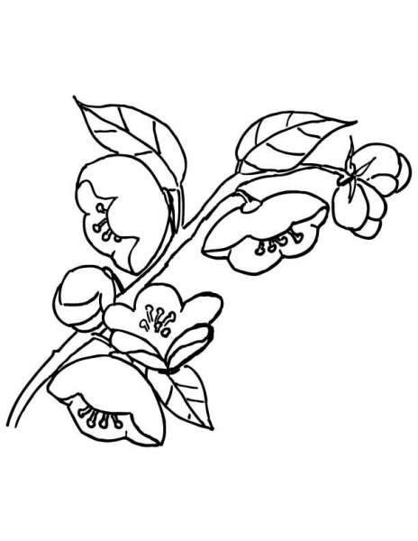 Apple Blossom  coloring page image