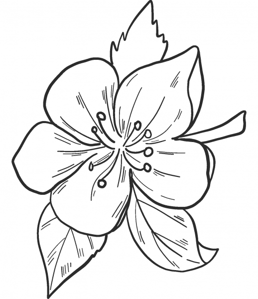 Apple Flower coloring page image