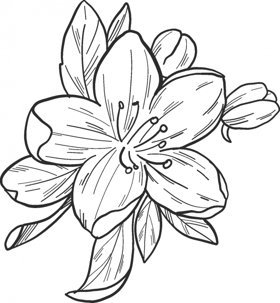 Apple Flower coloring page image