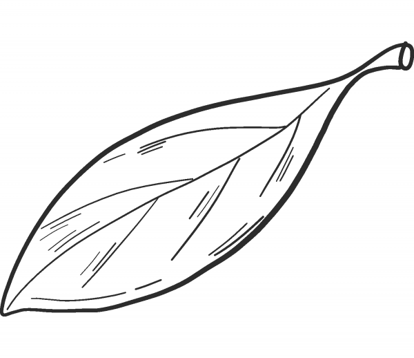 Apple Leaf coloring page image