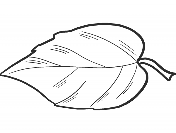 Apple Leaf coloring page image