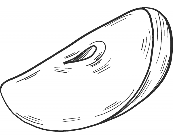 Apple slice coloring page image