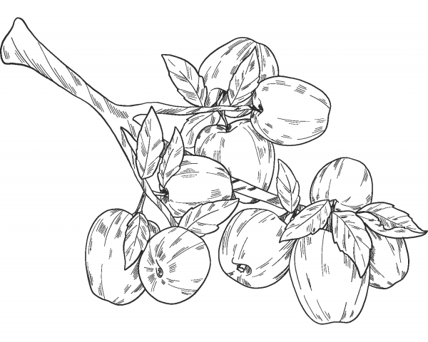 Apple Tree coloring page image