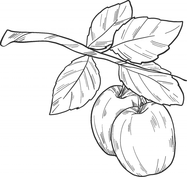 Apple Tree coloring page image