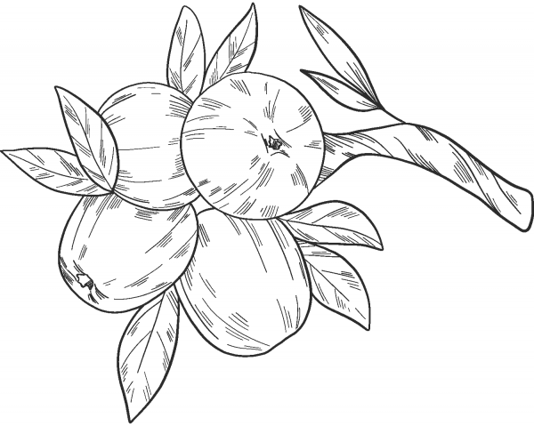 Apple Tree coloring page image