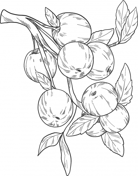 Apple Tree coloring page image
