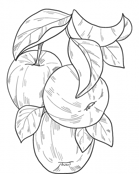 Apple Tree coloring page image