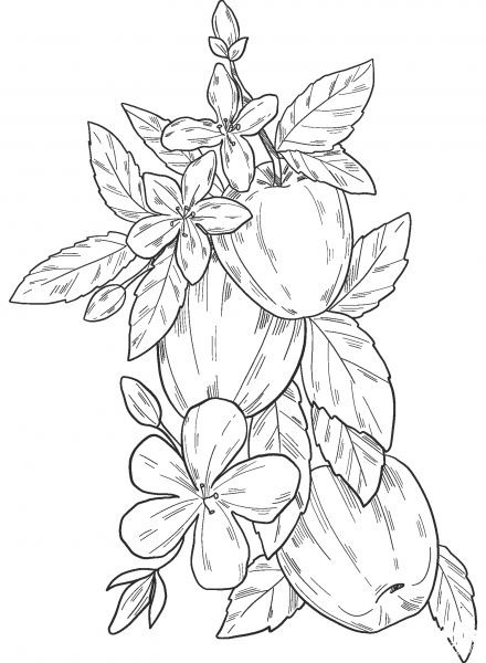 Apple Tree coloring page image