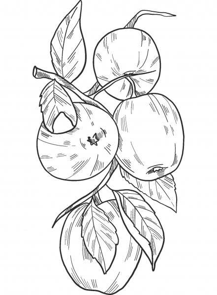 Apple Tree coloring page image