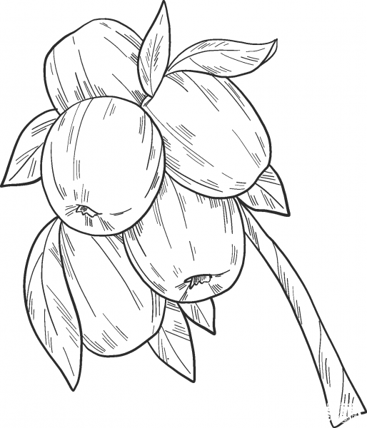 Apple Tree coloring page image