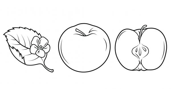 Apple Tree Leaf, Half Cutted Apple and Whole Apple coloring page image
