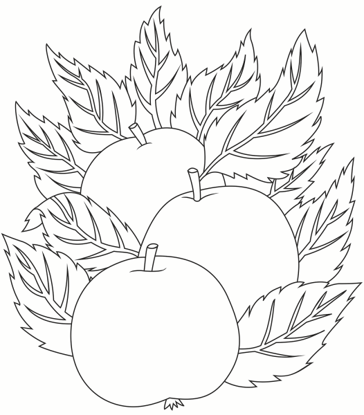 Apples coloring page image