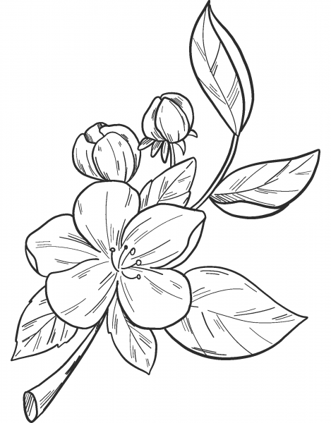 Apples on a Branch coloring page image