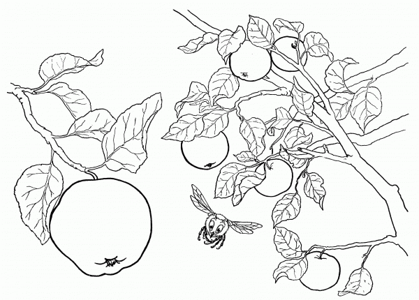 Apples on the Tree  coloring page image