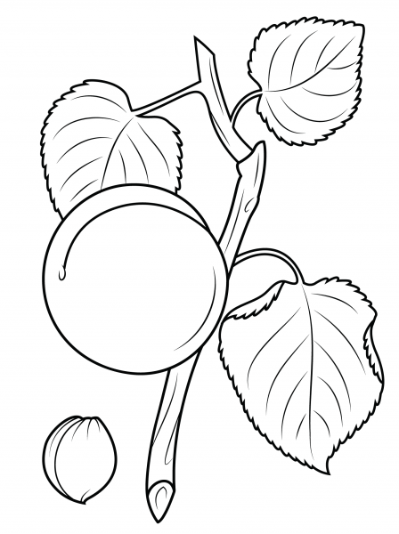 Apricot Branch and Seed coloring page image