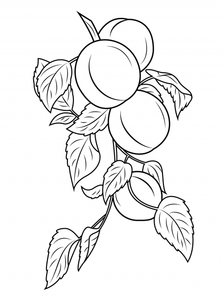 Apricot Branch coloring page image