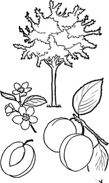 Apricot Tree  coloring page image